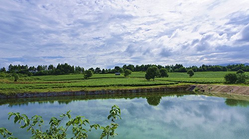 茶園風(fēng)光