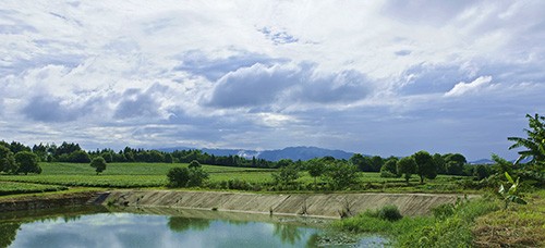 茶園風(fēng)光