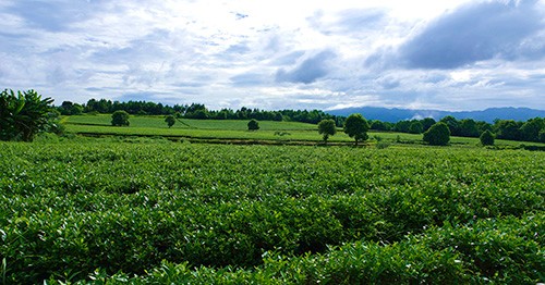 茶園風(fēng)光